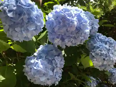 明月院(神奈川県)