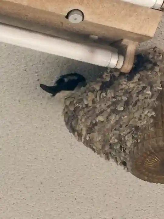 白菊稲荷大神(兵庫県)