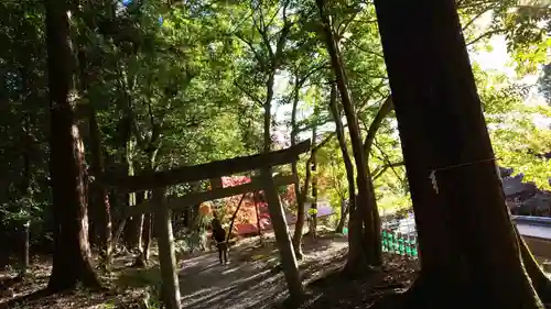 出雲大神宮の鳥居