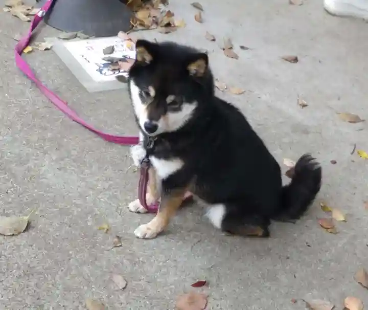 上目黒氷川神社(東京都)
