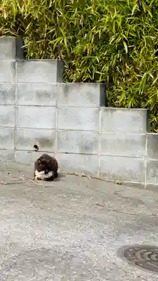 東沼神社の動物