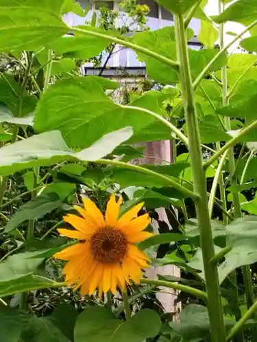 乃木神社(東京都)