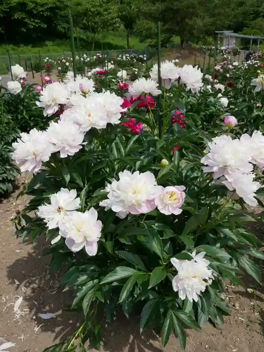 金蛇水神社(宮城県)