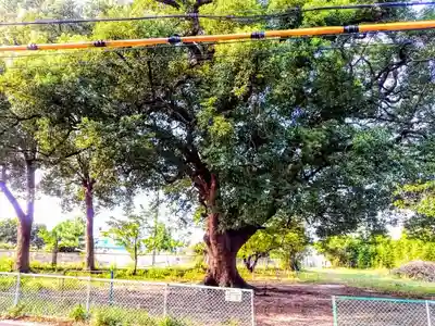 藤井神社（追分藤井神社）の周辺
