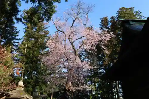 田村神社の自然