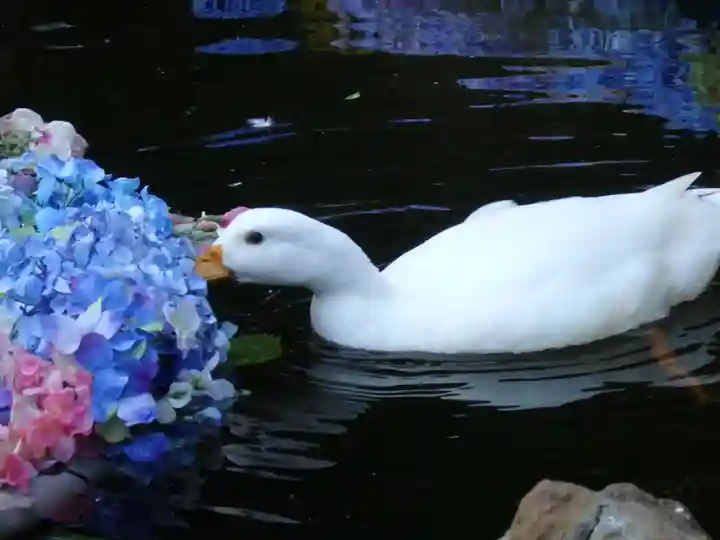楽法寺(雨引観音)の動物