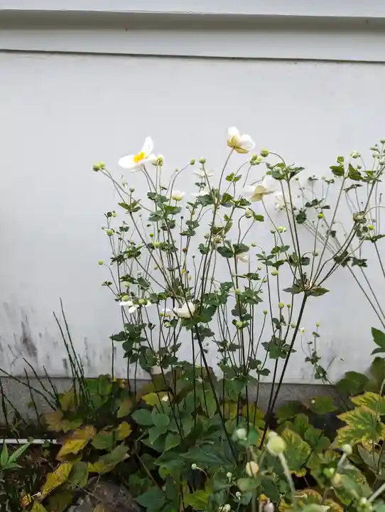 善願寺(京都府)