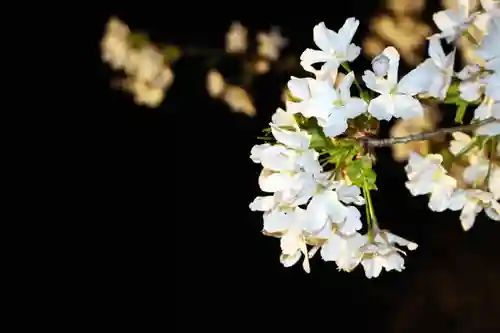 くまくま神社(導きの社 熊野町熊野神社)の自然