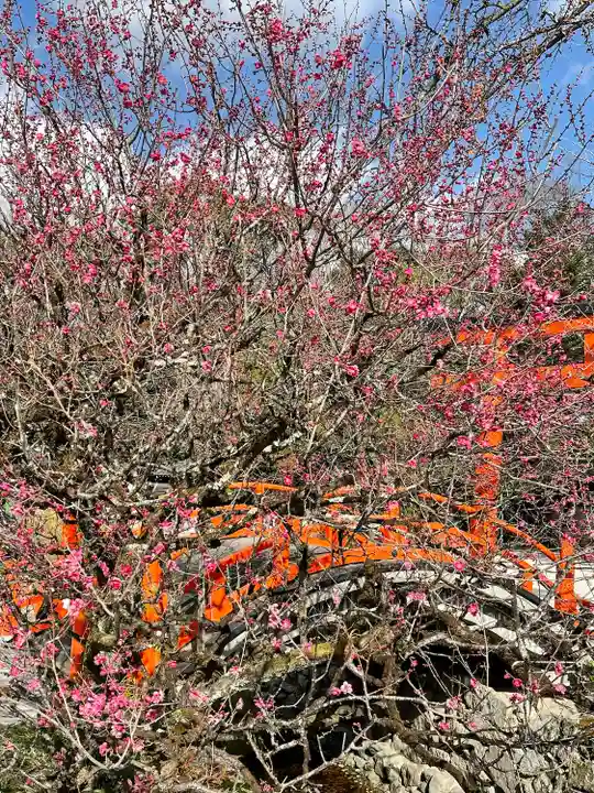 賀茂御祖神社(下鴨神社)の自然