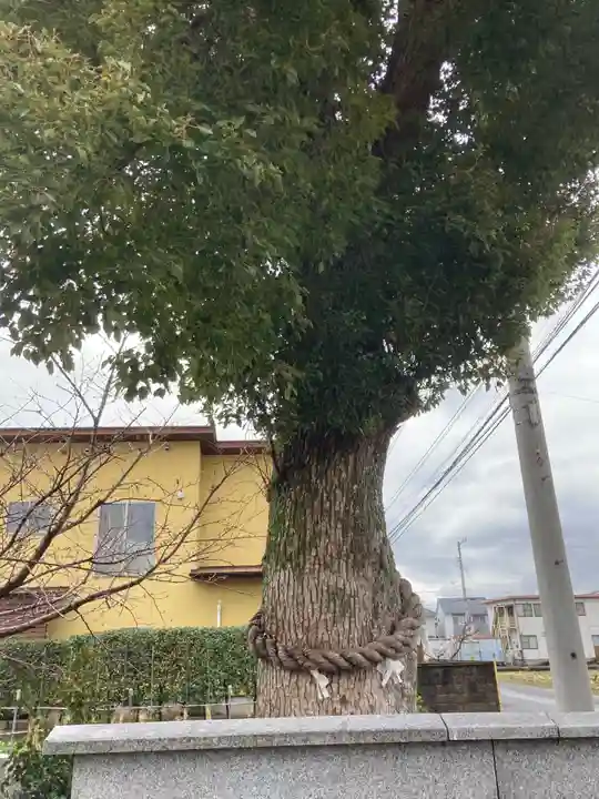 八幡若宮社の自然