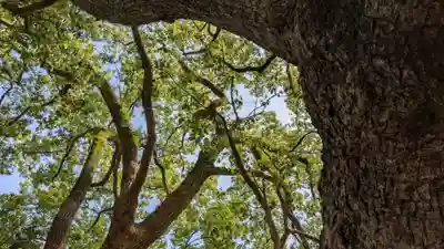 山王神社の自然