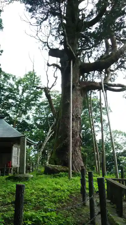 木幡山隠津島神社(二本松市)の自然