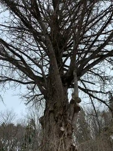 壽徳寺 じゅとくじの自然
