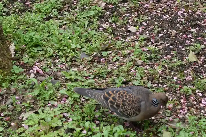 北野天満宮の動物