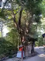 津八幡宮の自然