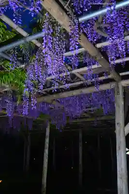 亀戸天神社(東京都)