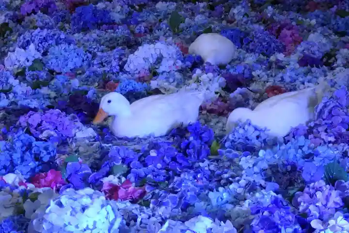 楽法寺(雨引観音)の動物