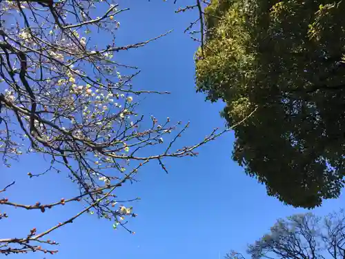 湯島天満宮の自然