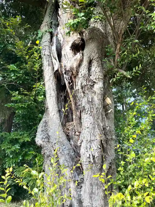 鷲宮神社(茨城県)