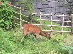 大山寺の動物