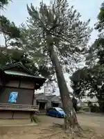 下高井戸八幡神社の自然