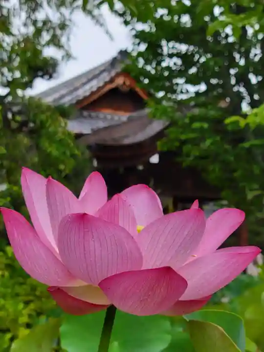 法金剛院の自然