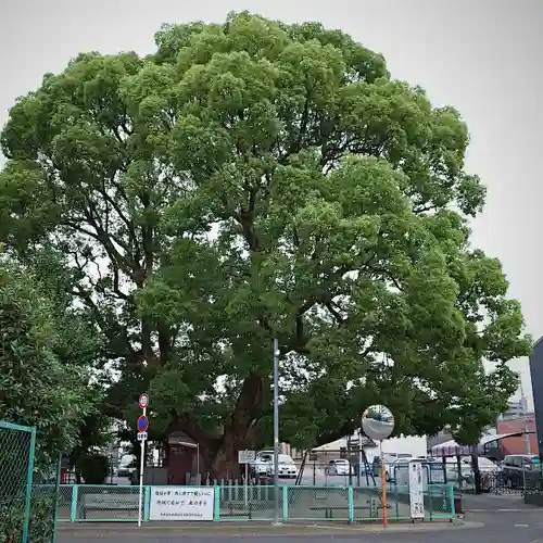 伯光神社の自然