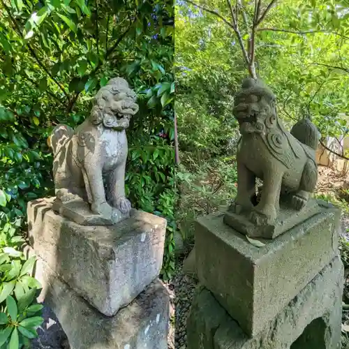 菊田神社の狛犬