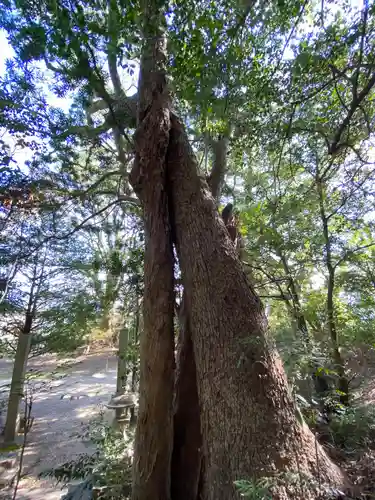 荒魂神社の自然