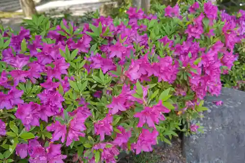 多賀大社(滋賀県)