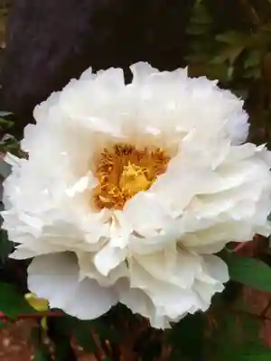 圓照寺(東京都)