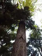 王子神社の自然