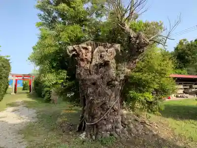 八幡神社の自然