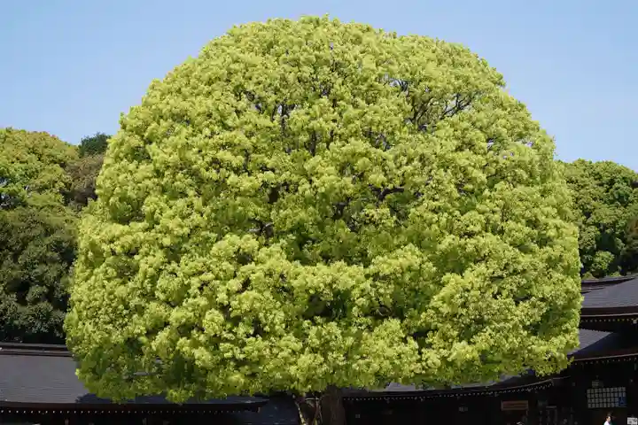 明治神宮(東京都)