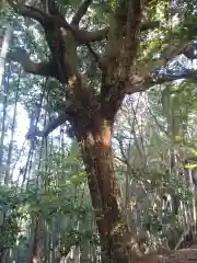 御船神社の自然