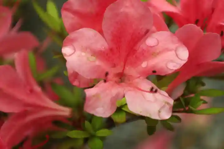 豪徳寺(東京都)