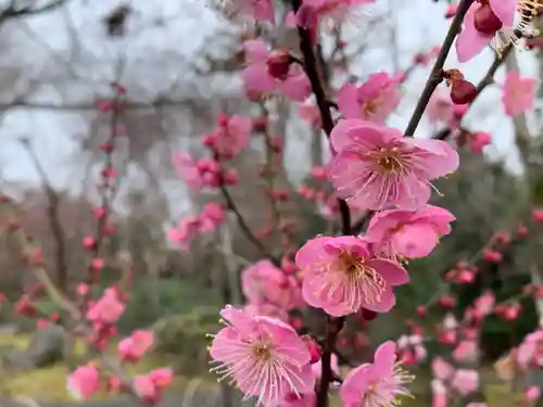 北野天満宮の自然