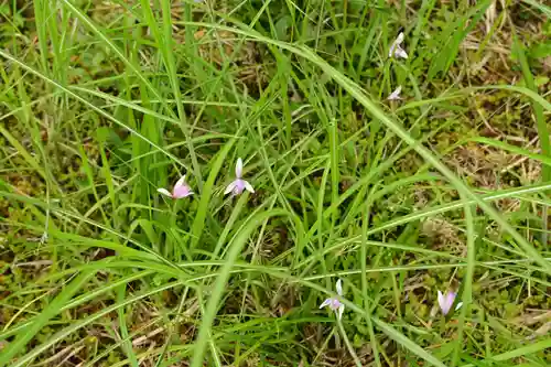 黒澤大師(徳島県)