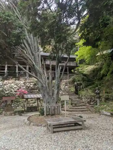 日龍峯寺(高澤観音)(美濃清水)の自然