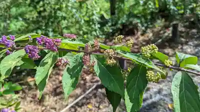 平野神社(京都府)