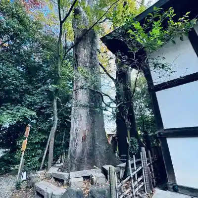 川越氷川神社(埼玉県)