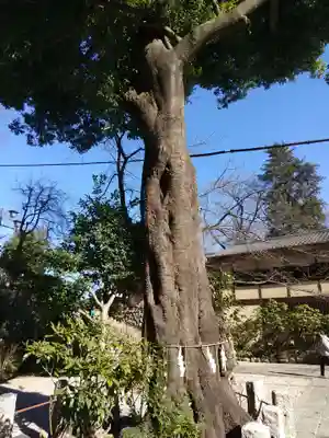 所澤神明社(埼玉県)