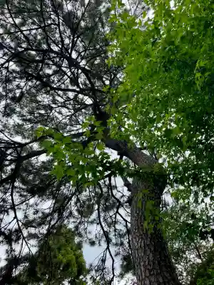 松先稲荷神社(千葉県)