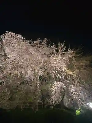 八坂神社(祇園さん)の{uncategorized: "未分類", other: "その他", undefined: "問題あり", building: "その他建物", grave: "お墓", sacred_gate: "鳥居", guardian: "狛犬", statue: "像", buddha: "仏像", history: "歴史", nature: "自然", garden: "庭園", animal: "動物", pagoda: "塔", temizu: "手水舎", mountain_gate: "山門・神門", sanctuary: "本殿・本堂", subordinate: "末社・摂社", art: "芸術", scenery: "景色", jizo: "地蔵", ema: "絵馬", goshuin: "御朱印", omikuji: "おみくじ", items: "授与品その他", amulet: "お守り", goshuincho: "御朱印帳", eats: "食事", festival: "お祭り", votive_dance: "神楽", shichigosan: "七五三参", wedding: "結婚式", experience: "体験その他", initially: "初詣", around: "周辺", anti_infection: "感染症対策"}