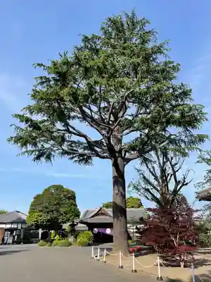 寛永寺(根本中堂)(東京都)