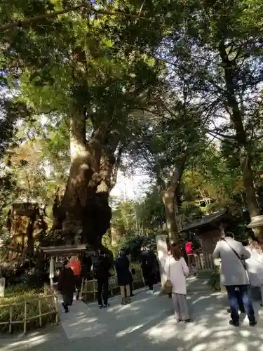 來宮神社の自然