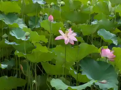 中尊寺金色堂(岩手県)