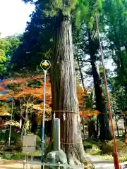 河口浅間神社の自然