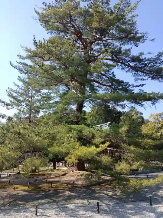 橿原神宮(奈良県)
