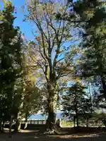 八幡社日吉社合殿(長野県)